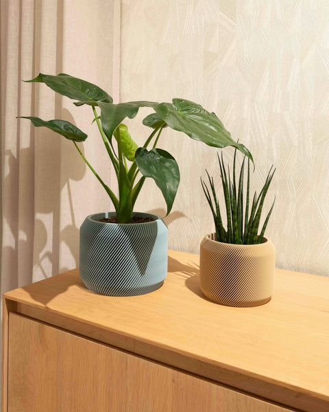 Lou Planter