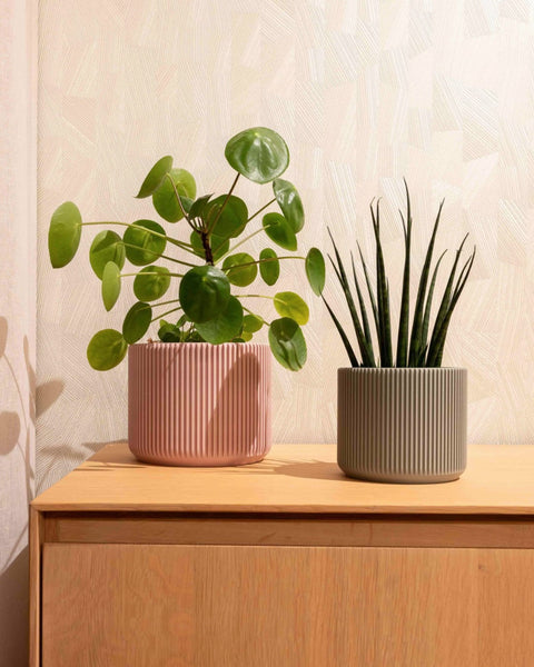 Millie Planter