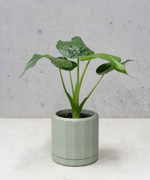 Jacky Planter