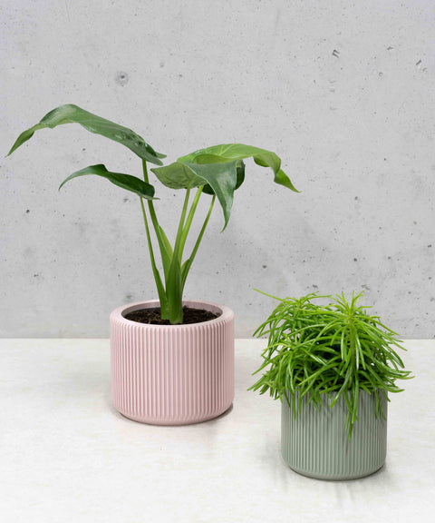 Millie Planter