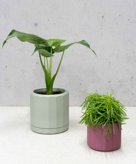 Jacky Planter