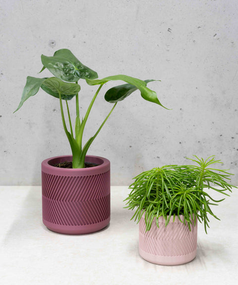 Ralph Planter