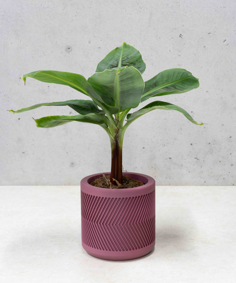 Ralph Planter